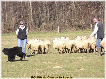 le bouvier des flandres et les moutons - Elevage du CLOS DE LA LUETTE - COPYRIGHT DEPOSE